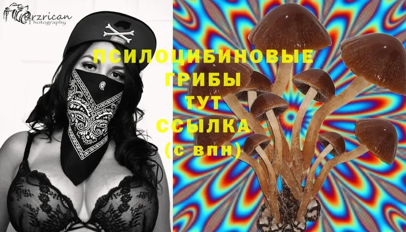 где купить наркоту  Северодвинск  blacksprut ССЫЛКА  Псилоцибиновые грибы Psilocybine cubensis 